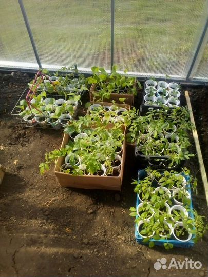Рассада помидоры, перцы, петунии
