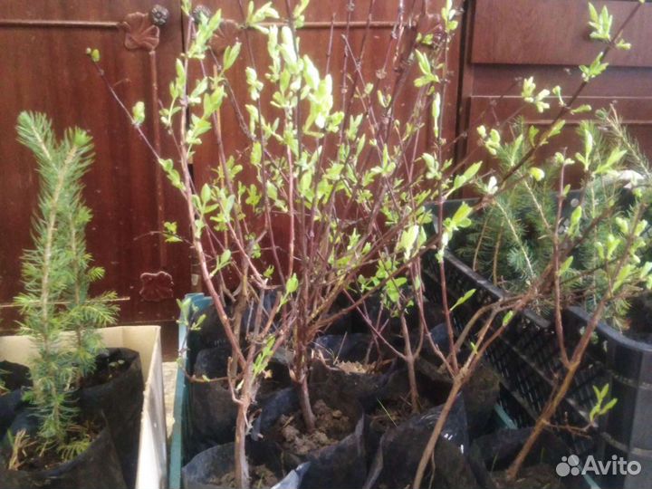 Жимолость 3летки