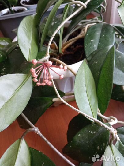 Хоя огромная