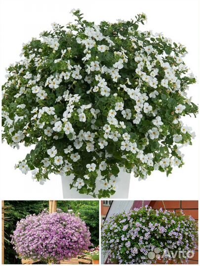 Петуния бакопа калибрахоа колеус