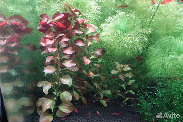 Красные креветки и растения