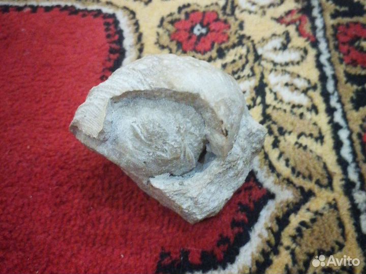 Окаменелая ракушка читать описание