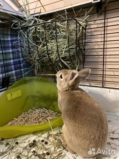 Передержка кроликов