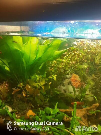 Аквариумные растения