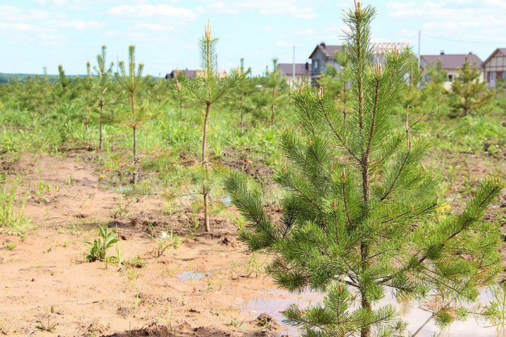 Участок 7,2 сот. (ИЖС)