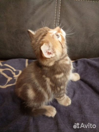 Шотландская