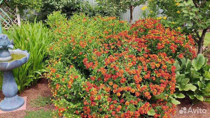 Гелениум гибридный