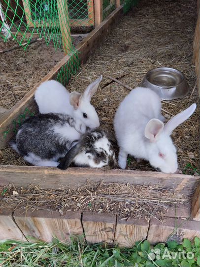 Кролик бабочка