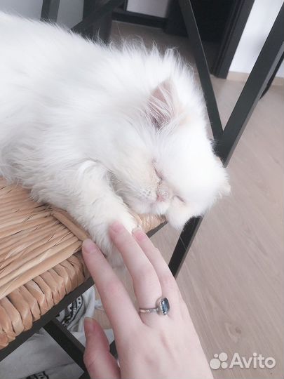 Репетитор по русскому языку и математике