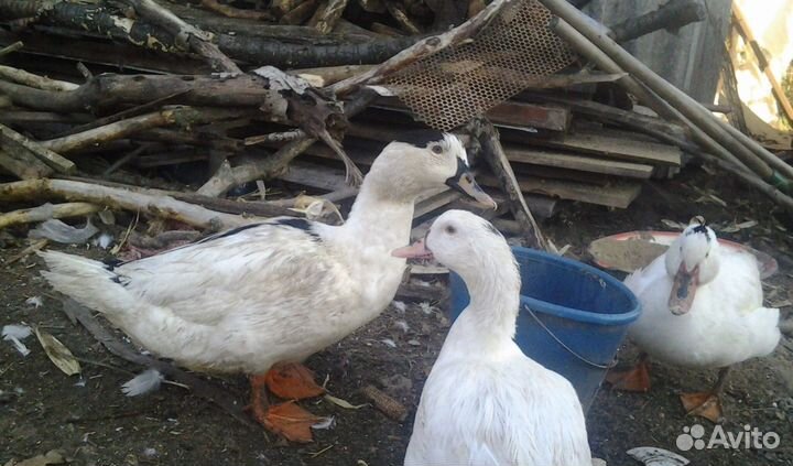 Мясо утки мулард