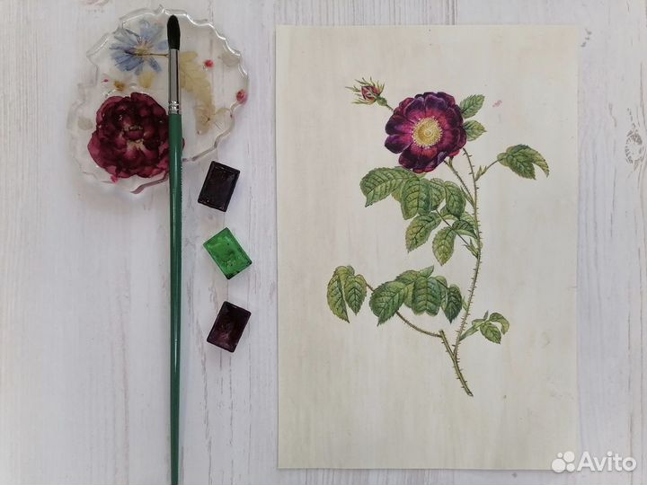 Акварель. Цветы. Ботаническая иллюстрация