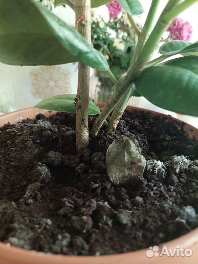 Фикус 3 ствола