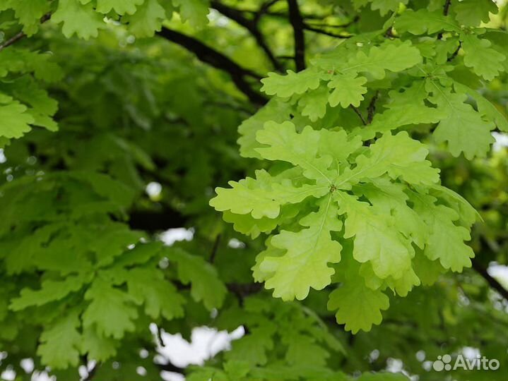 Листья дуба высушенные