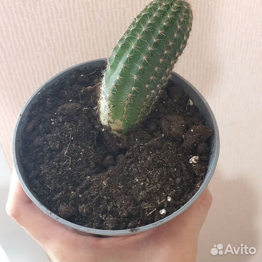 Кактус