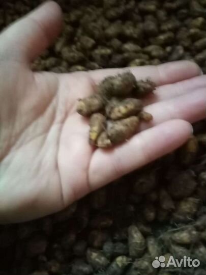 Чуфа 150 шт 300р