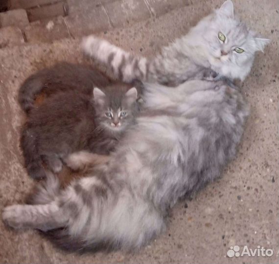 Котята в добрые руки
