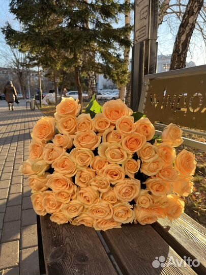 Букет свежих роз 51 шт