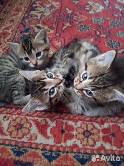 Котята