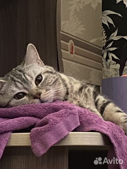 Шотландский кот вязка