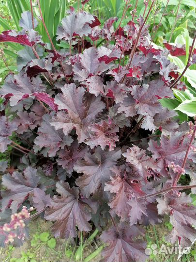 Многолетники неприхотливые