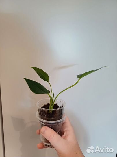 Антуриум лилли ред минисорт