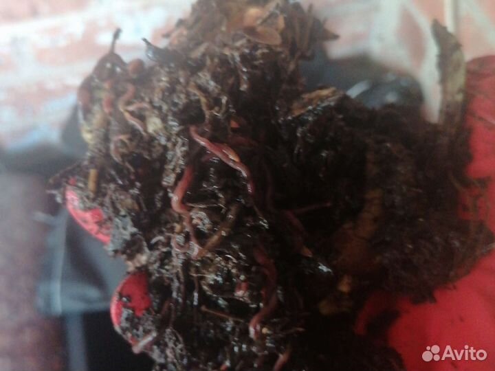 Червь для рыбалки