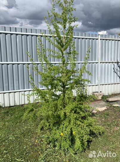 Лиственница