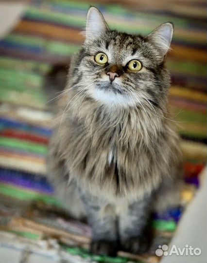 Кошка пушистая в добрые руки