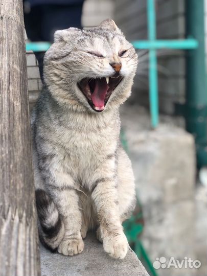 Кот в добрые руки