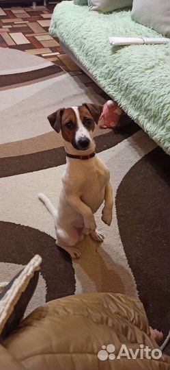 Собака для вязки