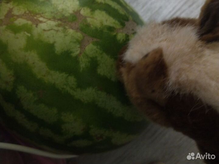 Шетландский пони