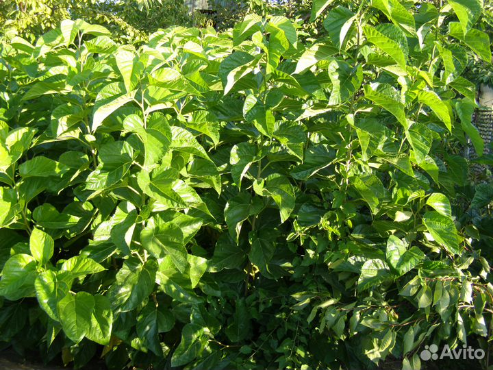 Саженцы шелковицы (тутовника)