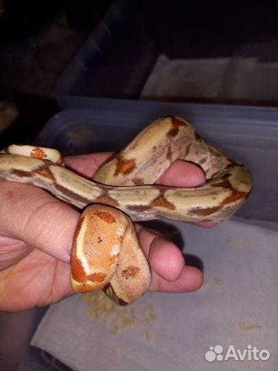 Змеи молодняк