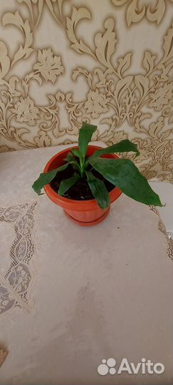 Драцена