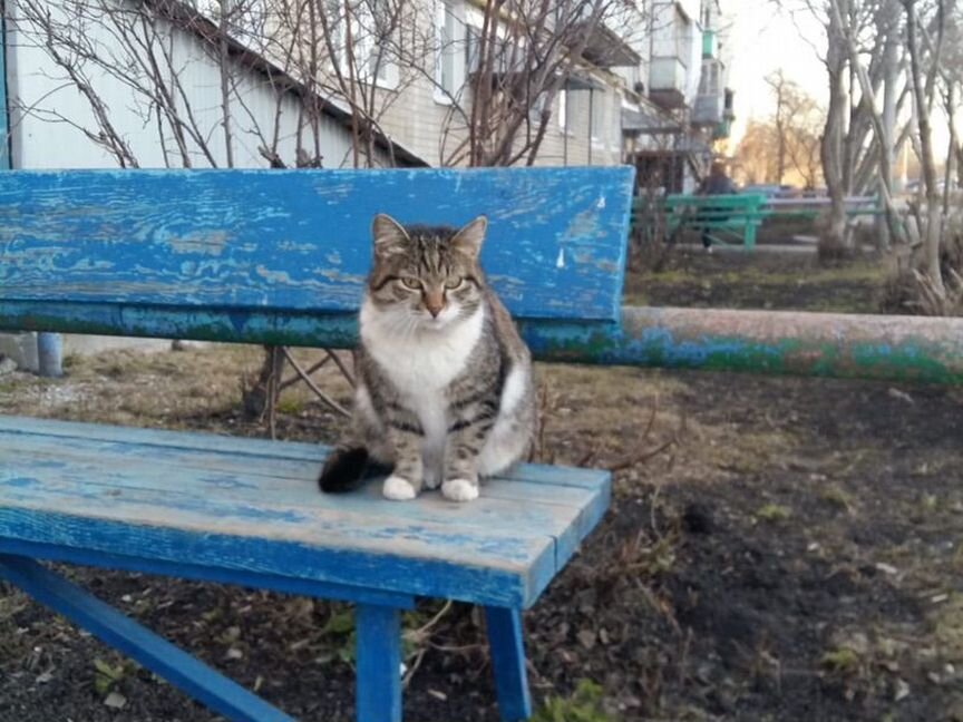 Кошечка