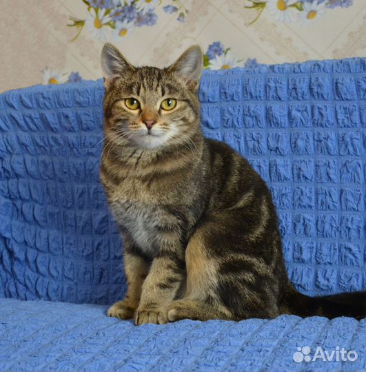 Котенок ищет дом