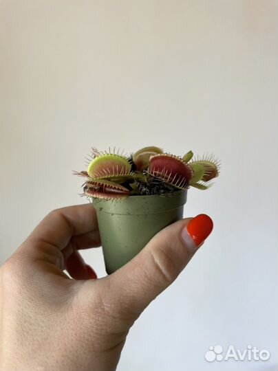 Венерина мухоловка Комнатные растения