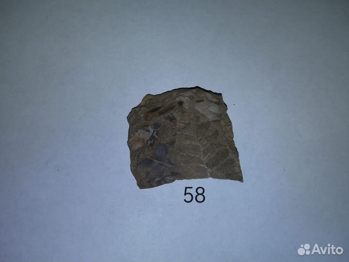 Окаменелые растения. Карбон