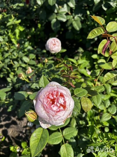 Розы (саженцы)