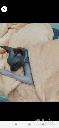 Кошка сфинкс