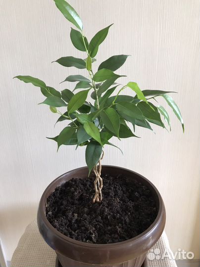 Фикус бенджамина Наташа