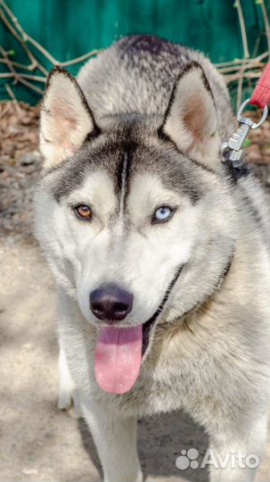 Щенок хаски по имени Майк 6 мес