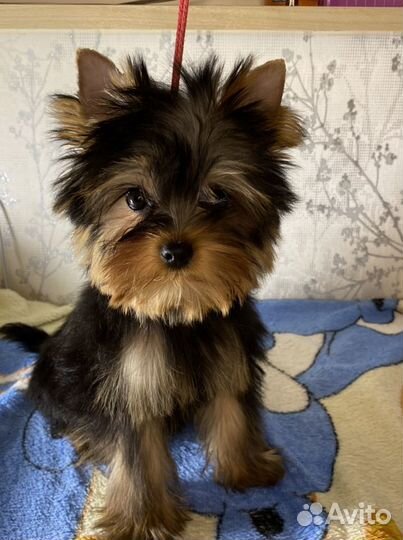 Йоркширский терьер