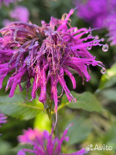 Цветок монарда, большие кусты