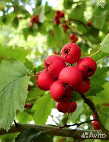 Боярышник плоды