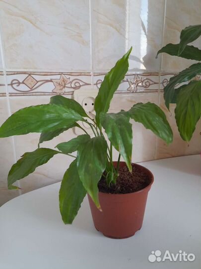 Спатифиллум