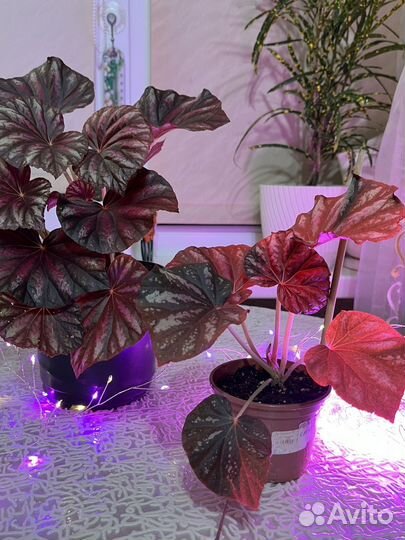 Бегония декаротивно лиственная Малайзия