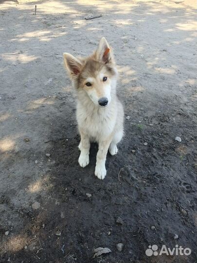 Щенок мальчик