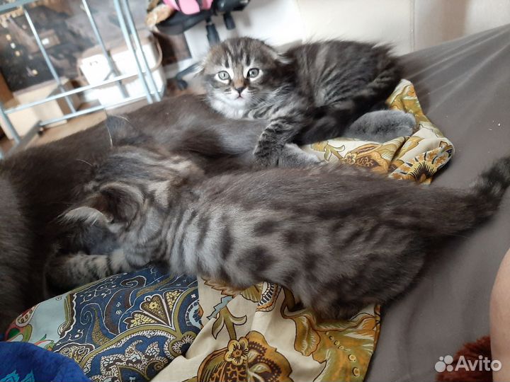 Котята
