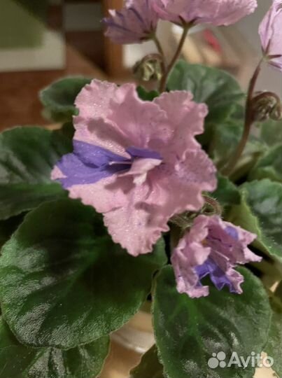 Листики фиалки 